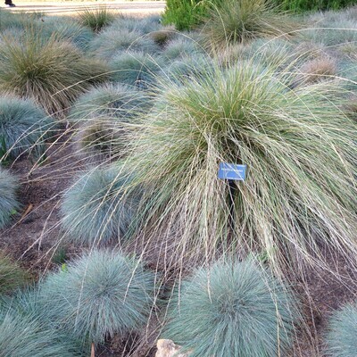 Festuca mairei