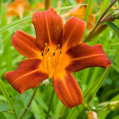 Hemerocallis &#39;Autumn Red&#39;