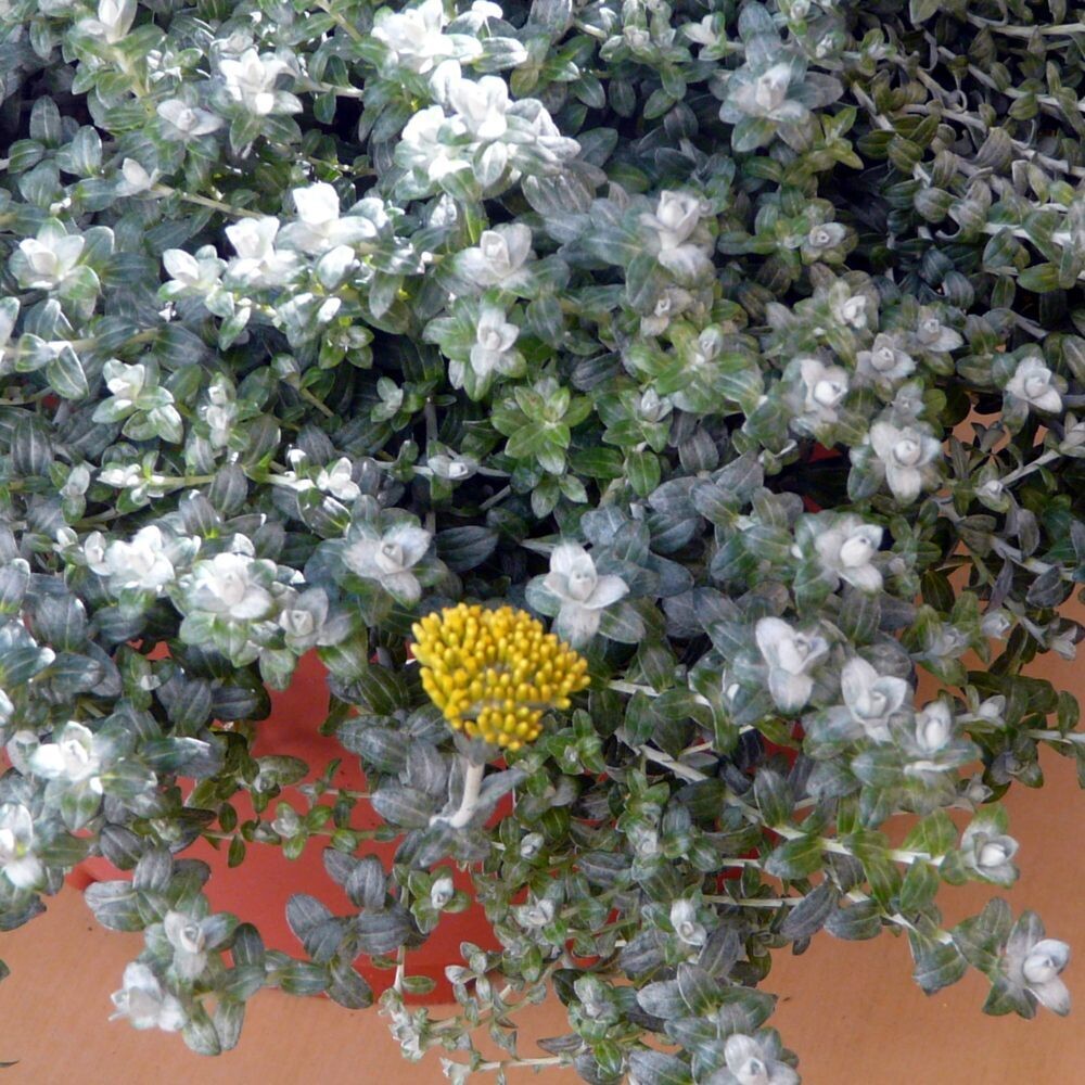 Helichrysum cymosum subsp. cymosum