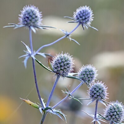 Eryngium planum