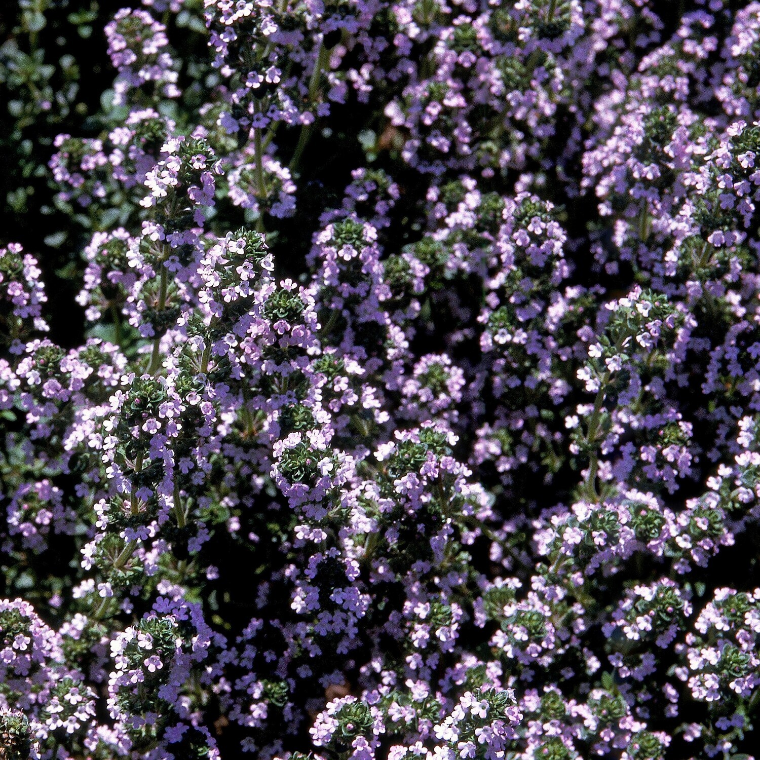 Thymus citriodorus