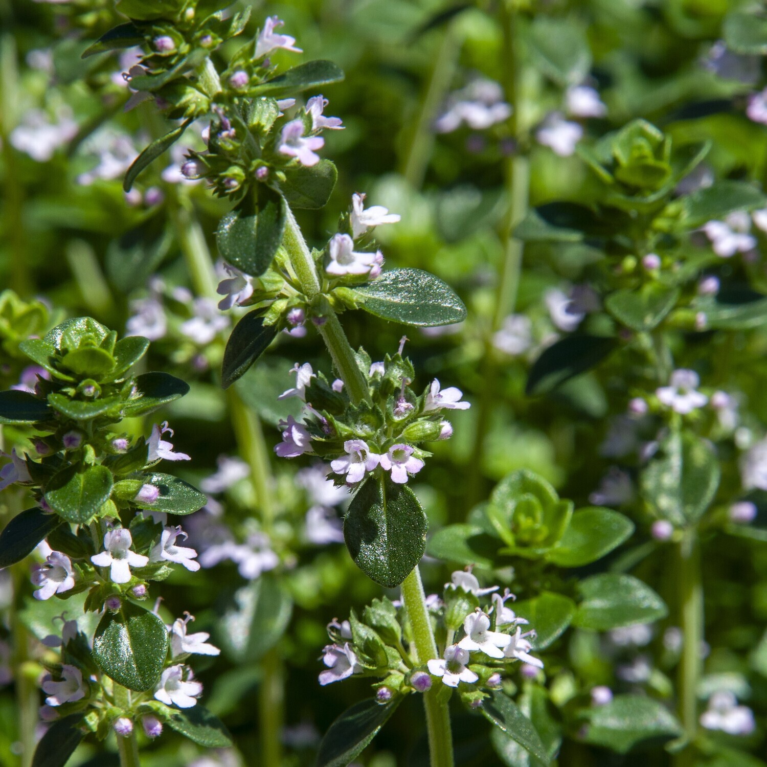 Thymus citriodorus