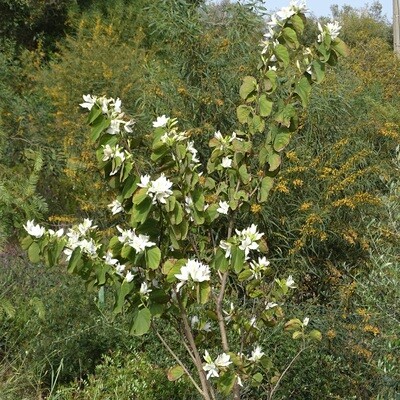 Bauhinia variegata var. candida (Syn. Bauhinia alba)