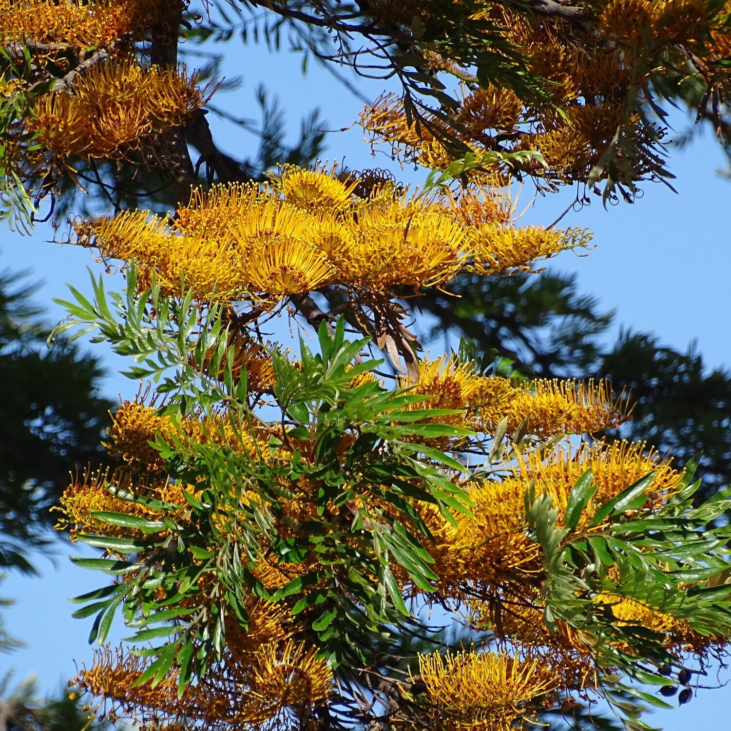 Grevillea robusta