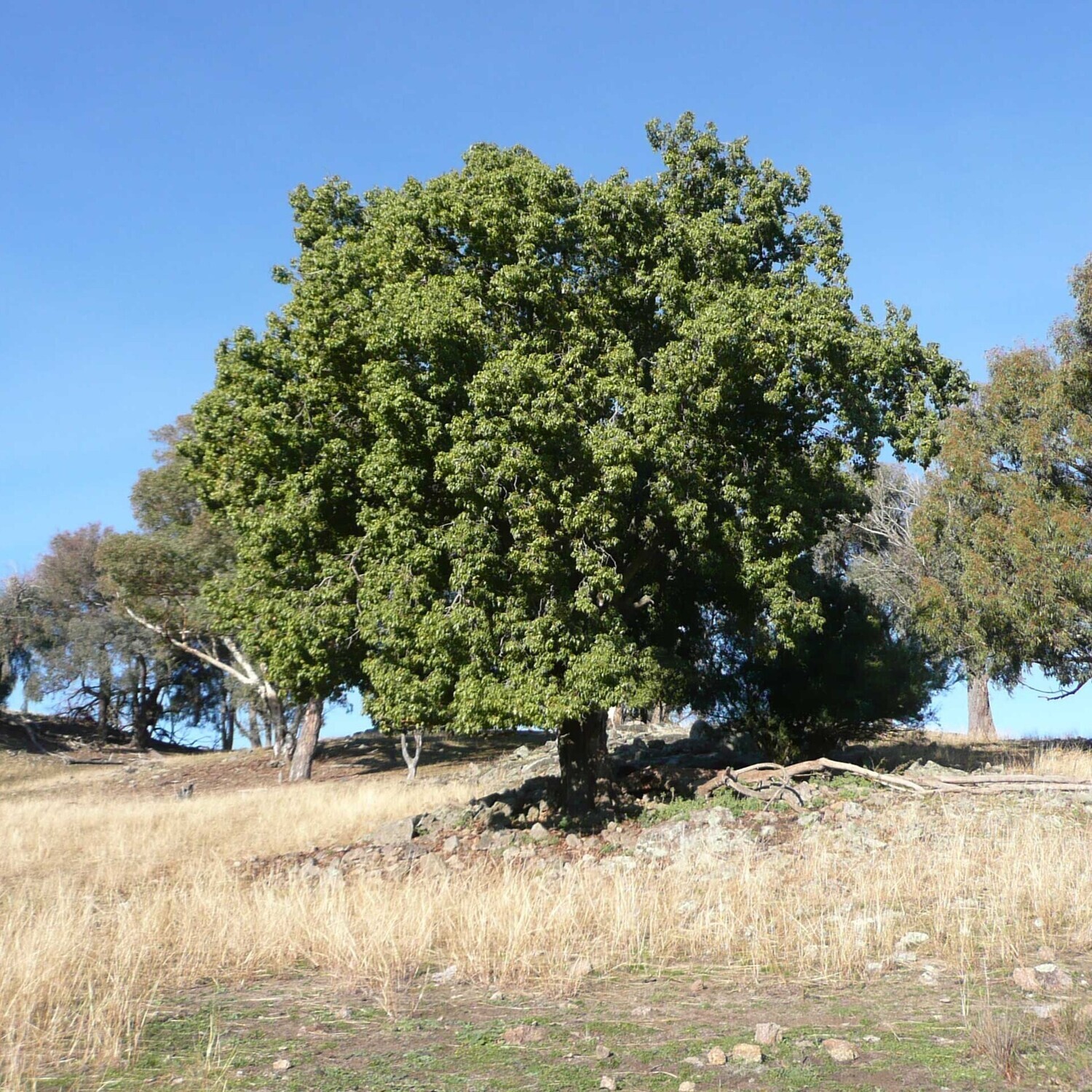 Brachychiton populneus