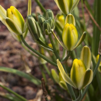 Albuca aurea