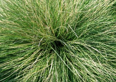 Festuca glauca &#39;Verde Select&#39;