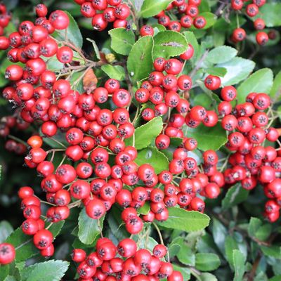 Pyracantha coccinea
