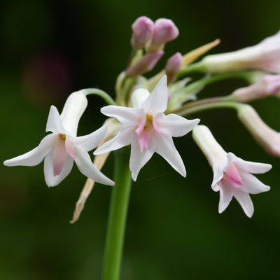 Tulbaghia violacea &#39;Alba&#39;