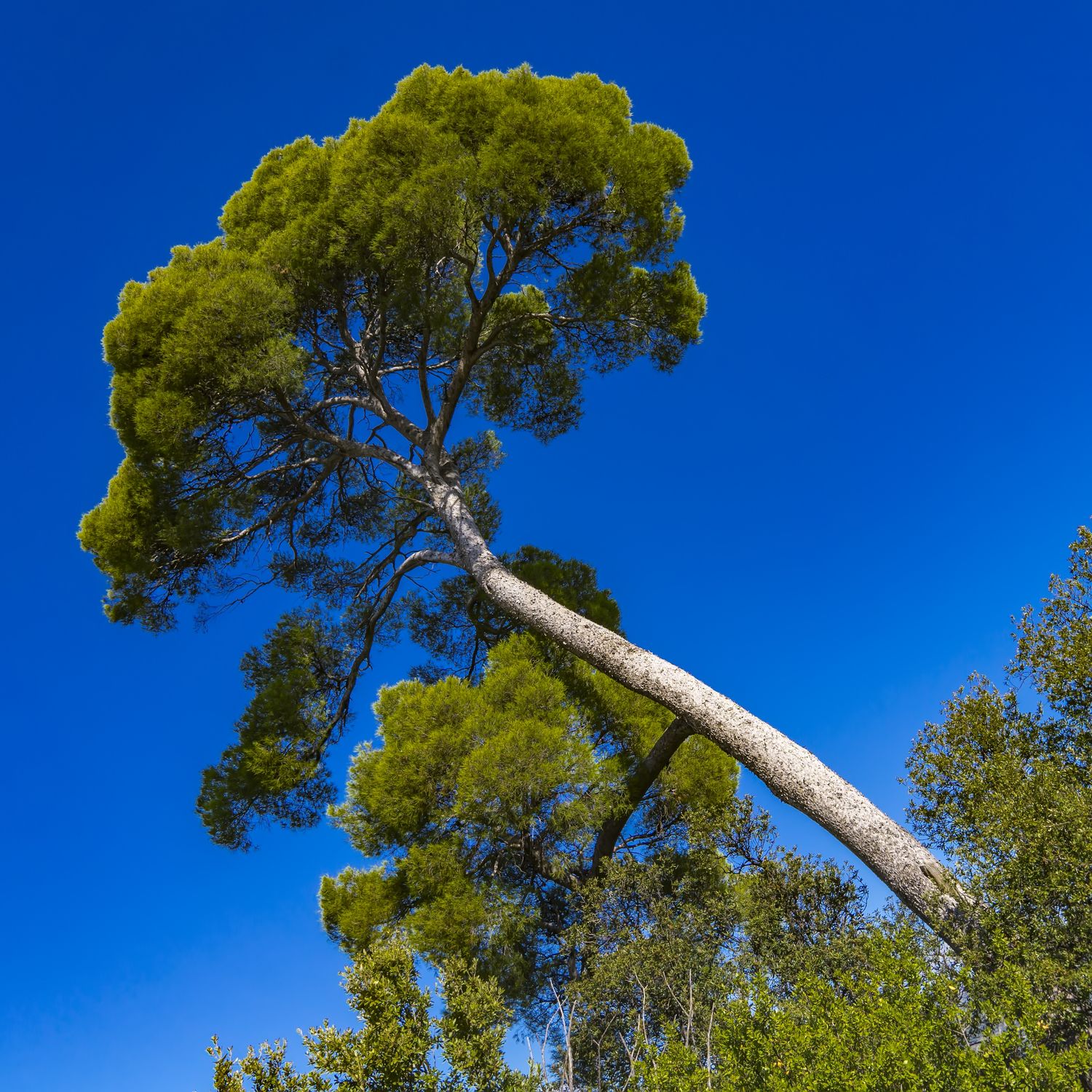 Pinus halepensis