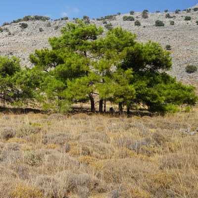 Pinus halepensis