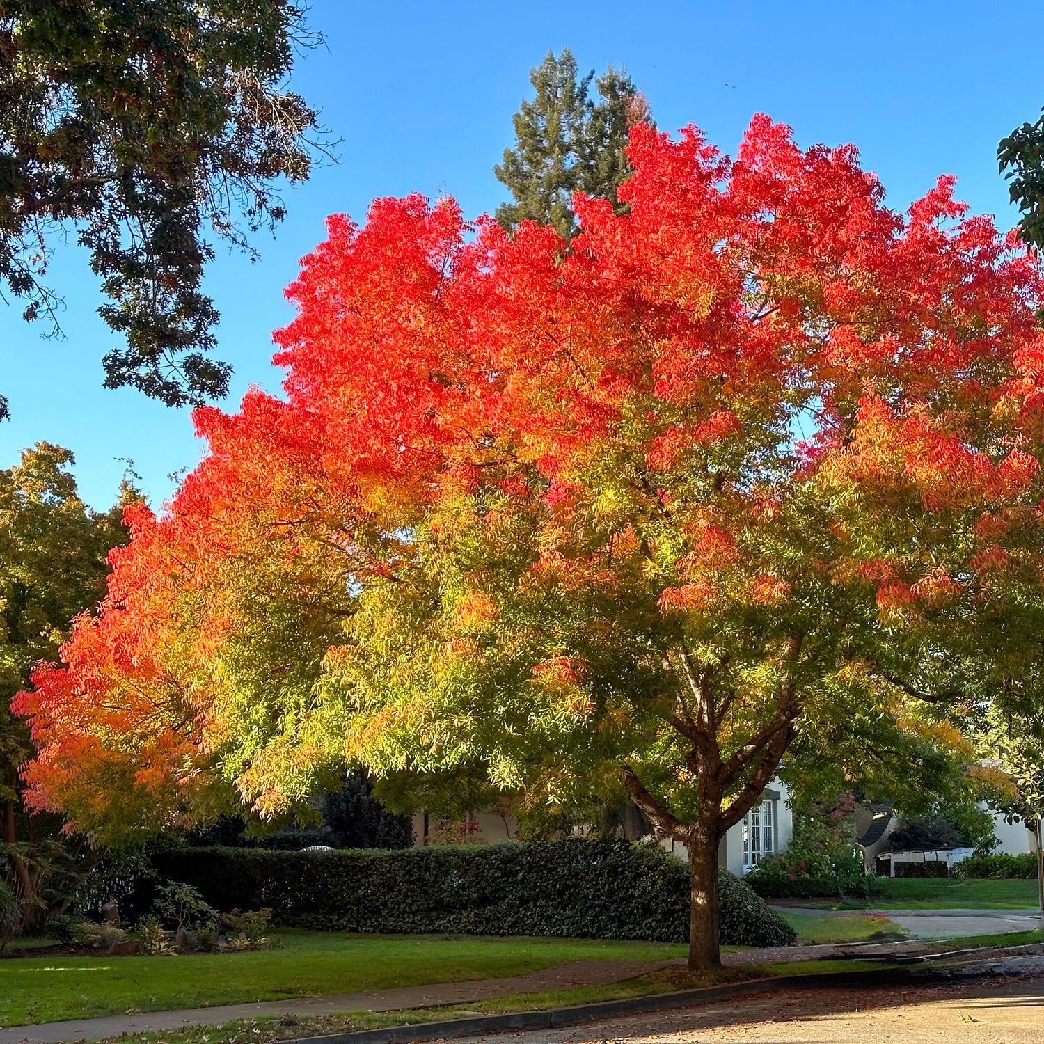 Pistacia atlantica x integerrima