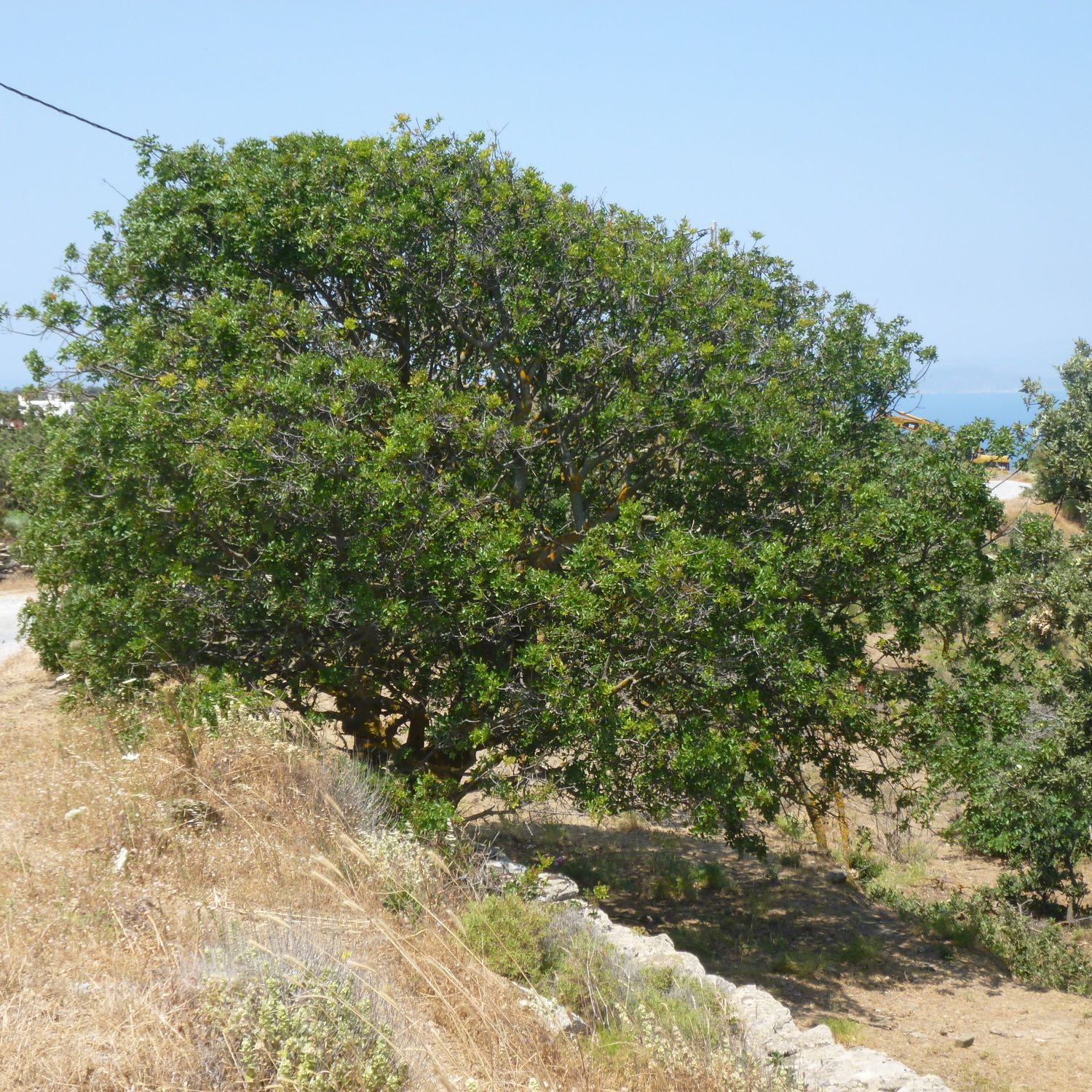 Mature Pistacia terebinthus roadside in Kea