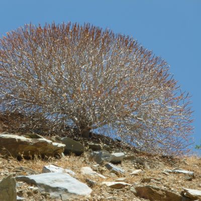Euphorbia dendroides