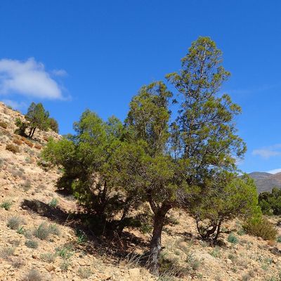 Tetraclinis articulata