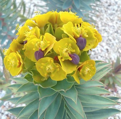 Euphorbia rigida (Upright myrtle spurge)