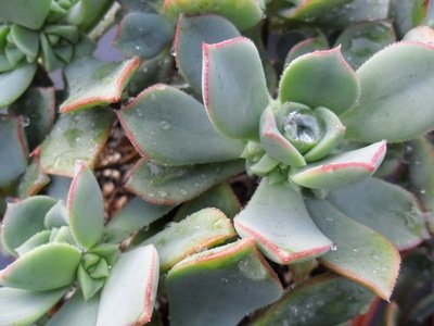 Aeonium haworthii