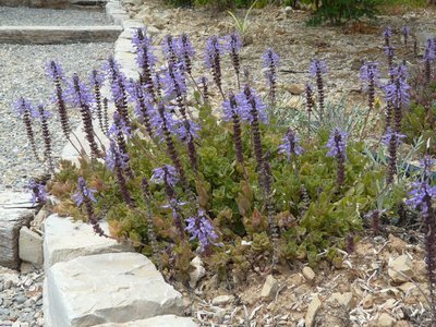 Plectranthus neochilus 'Lois Woodhull'