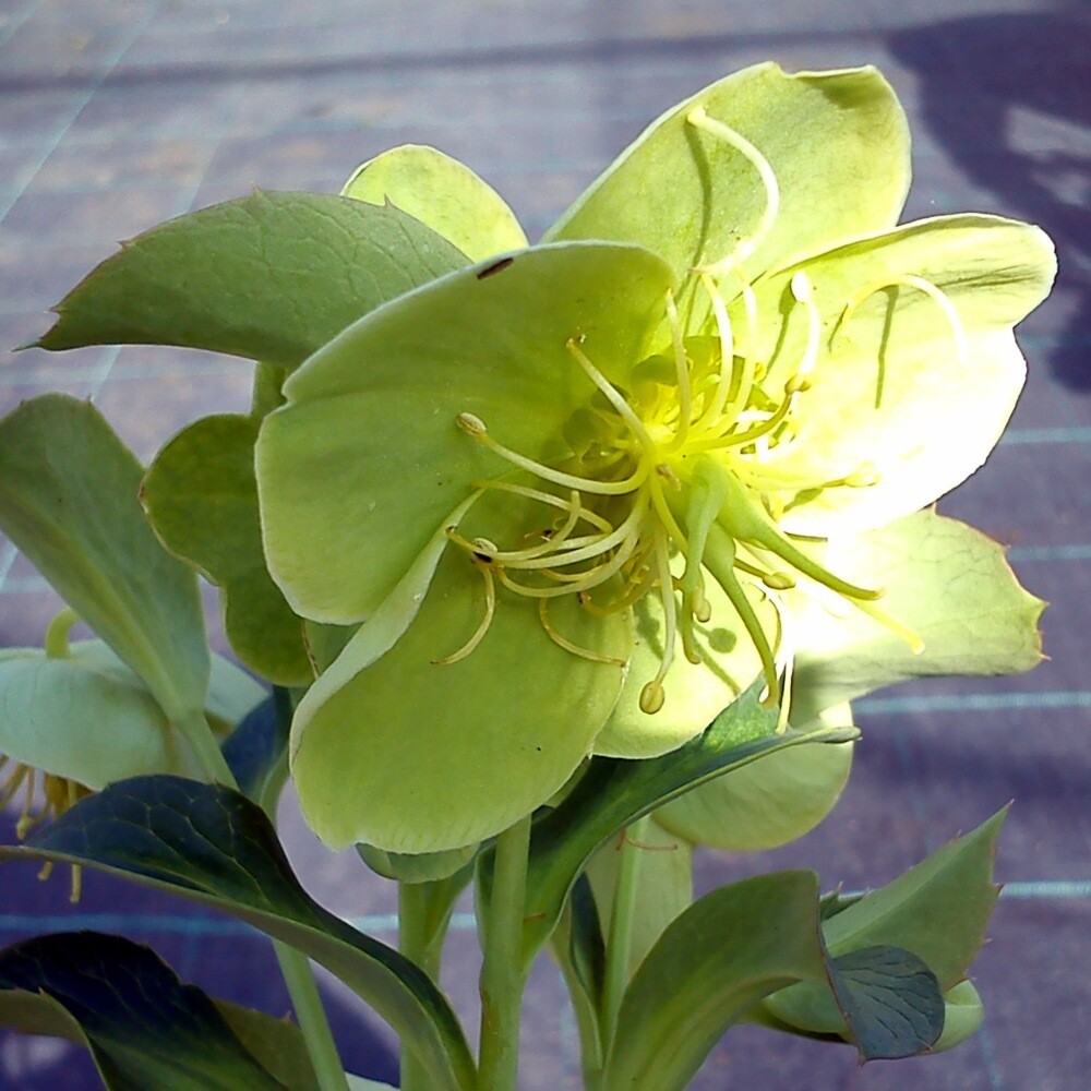 Helleborus argutifolius (Corsican Hellebore)