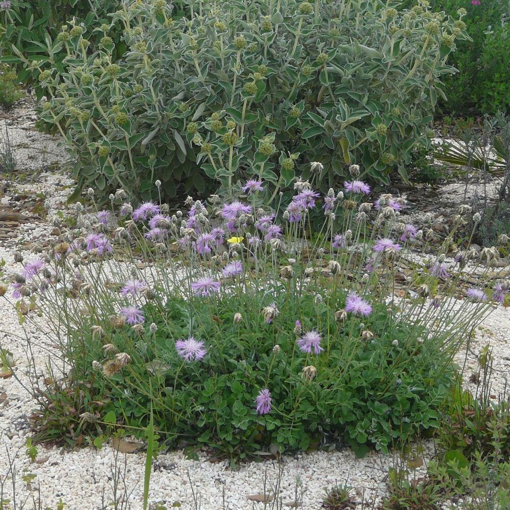 Centaurea bella