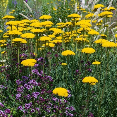 Achillea filipendulina