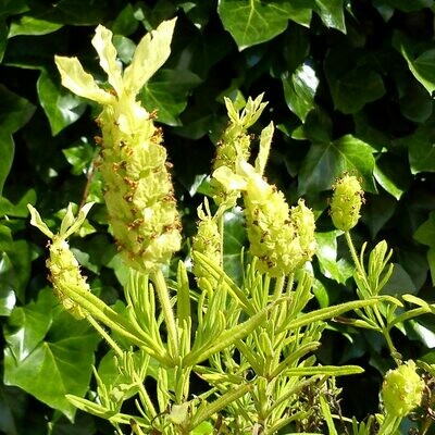 Lavandula viridis