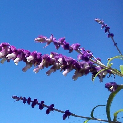 Salvia leucantha