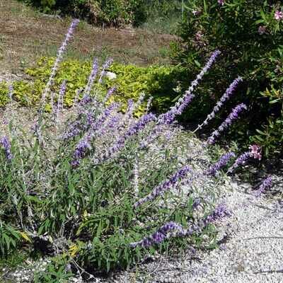 Salvia leucantha