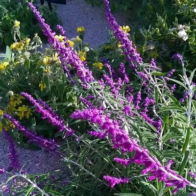 Salvia leucantha 'Purple Velvet'