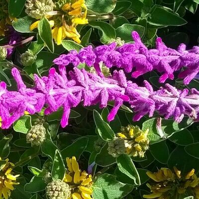 Salvia leucantha 'Purple Velvet'