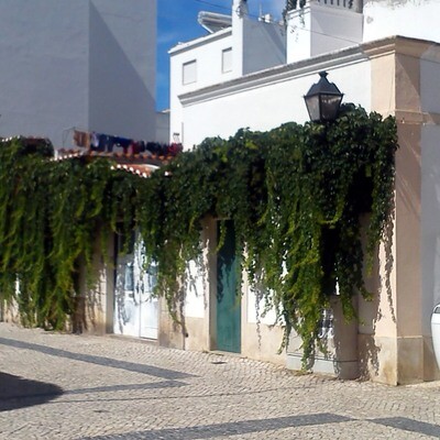 Parthenocissus quinquefolia