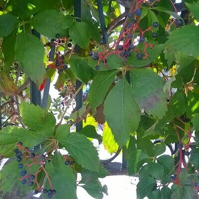 Parthenocissus quinquefolia