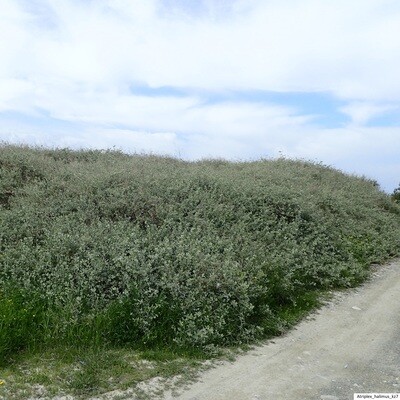 Atriplex halimus