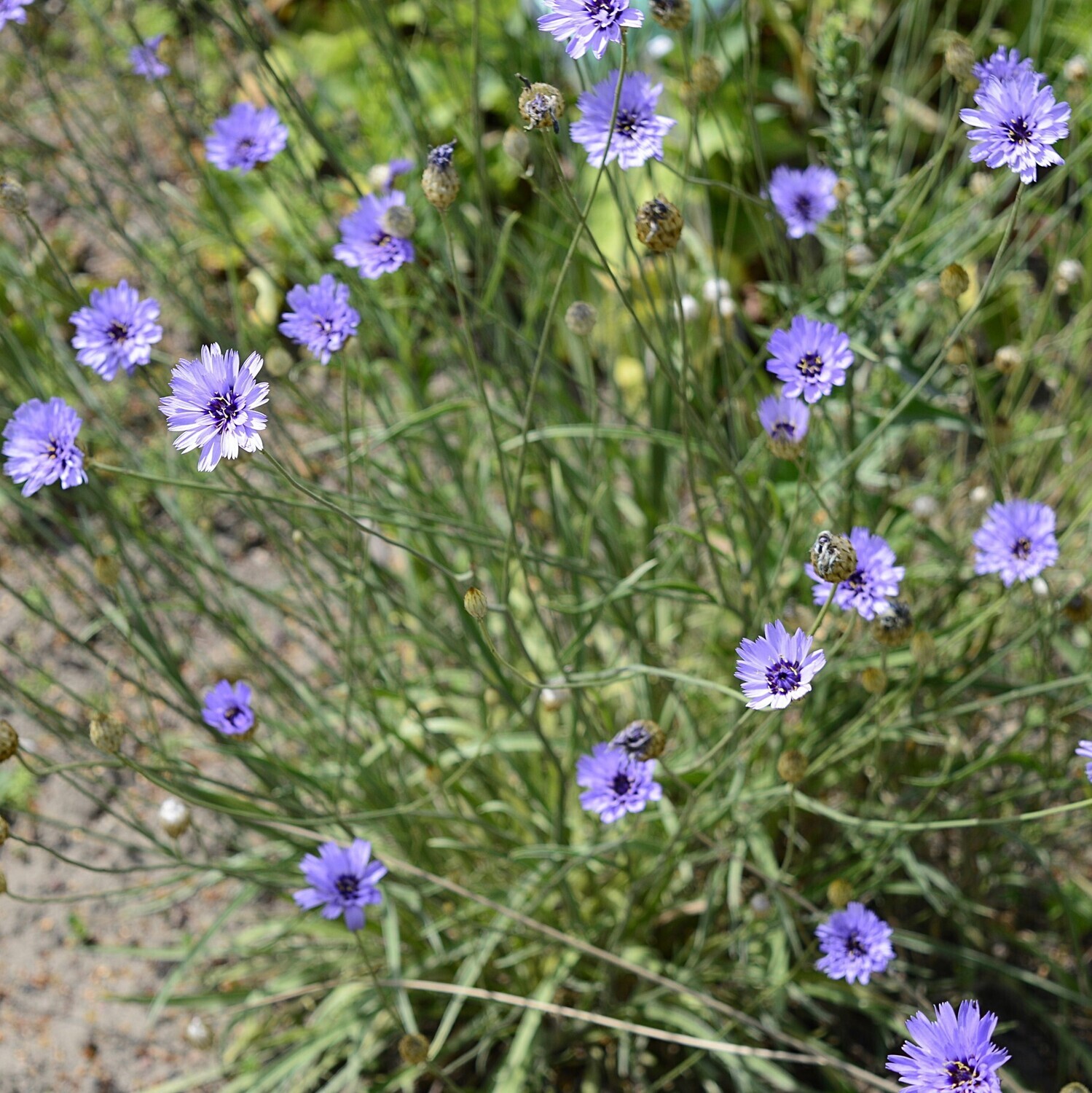 Catananche caerulea