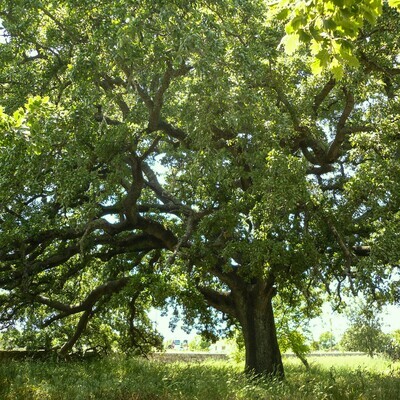 Quercus ithaburensis ssp. ithaburensis