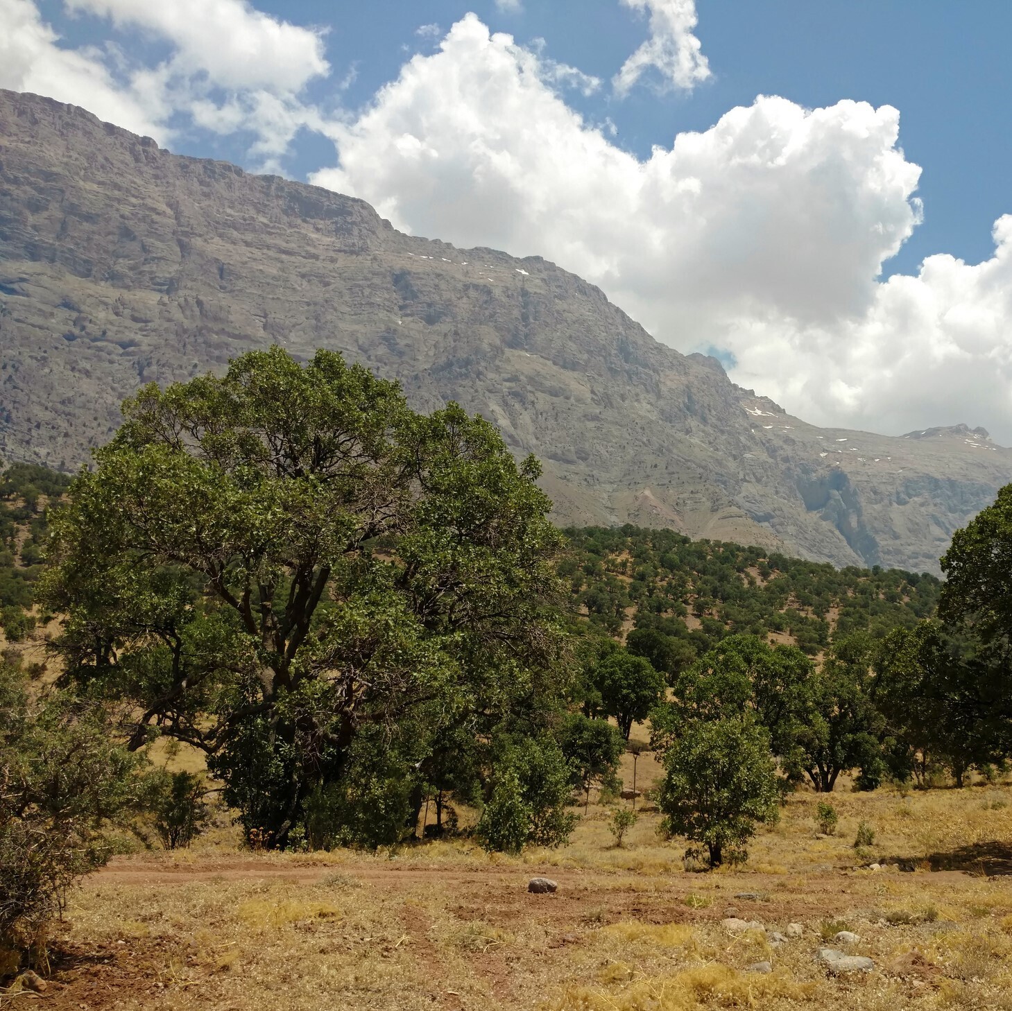Quercus ithaburensis ssp. ithaburensis