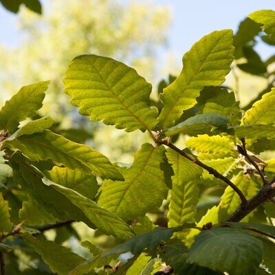 Quercus canariensis