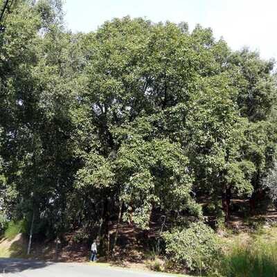 Quercus canariensis