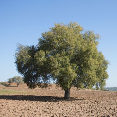 Pistacia atlantica x integerrima