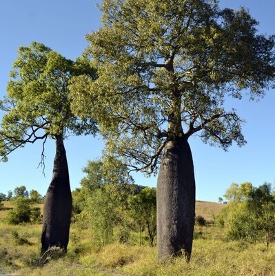 Brachychiton rupestris 4L