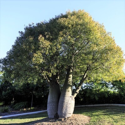 Brachychiton rupestris 4L