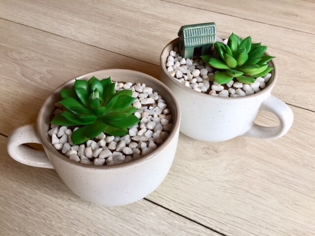 Set of Succulents in a cup