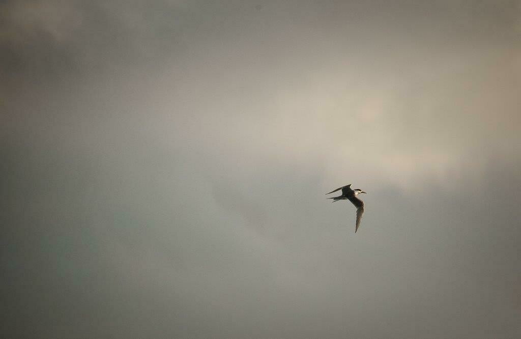 Storm Tern 8
