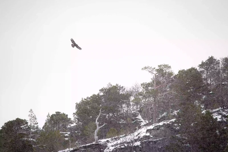Kongeørn over vinterskogen