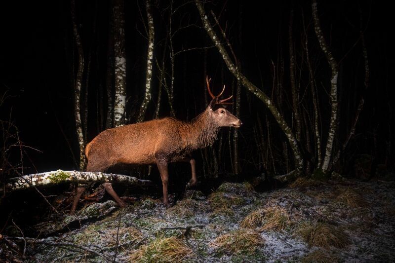 Liten kronhjort i vestlandskogen