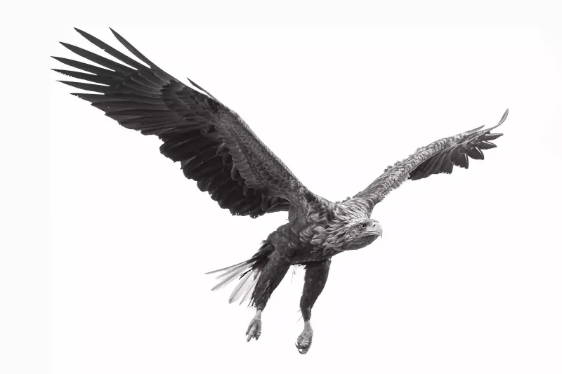 Havørn med bytte i sikte Havørn med bytte i sikte