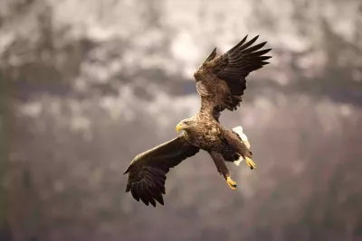 Havørn i Vestlandfjord