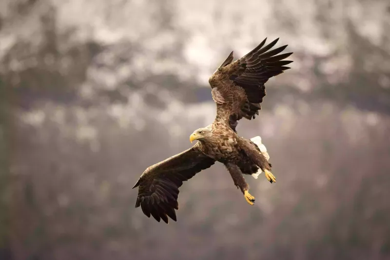 Havørn i Vestlandfjord Havørn i Vestlandfjord