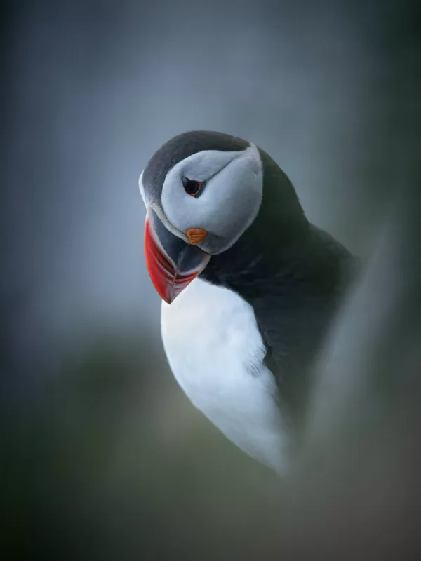 Lunde i kveldslys Lunde i kveldslys