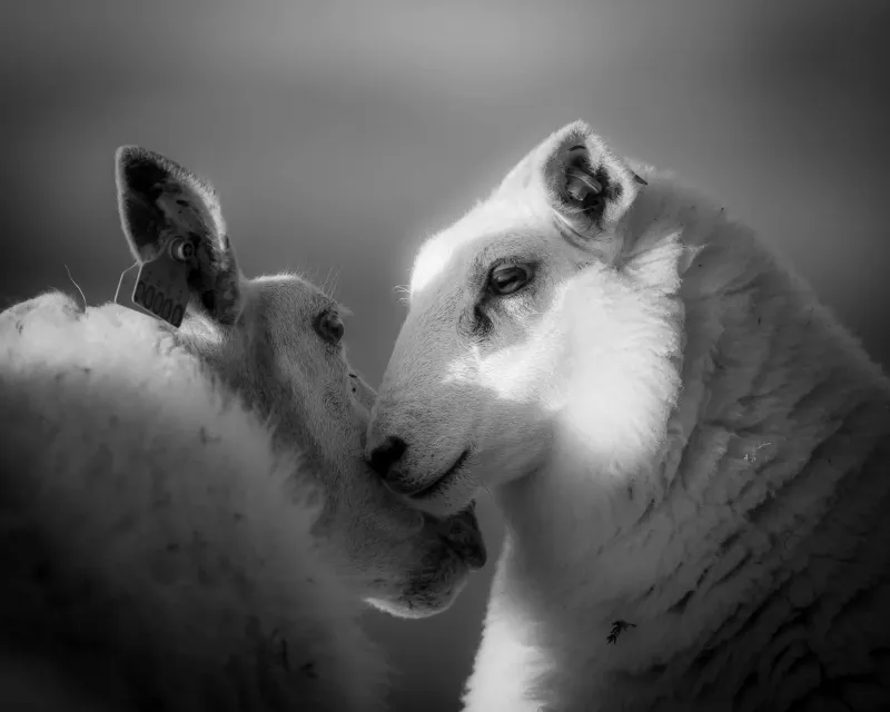 Sau og lam Sau og lam